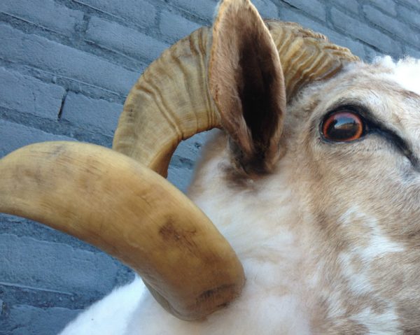 Stuffed head of a sheep ram.