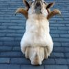 Stuffed head of a sheep ram.