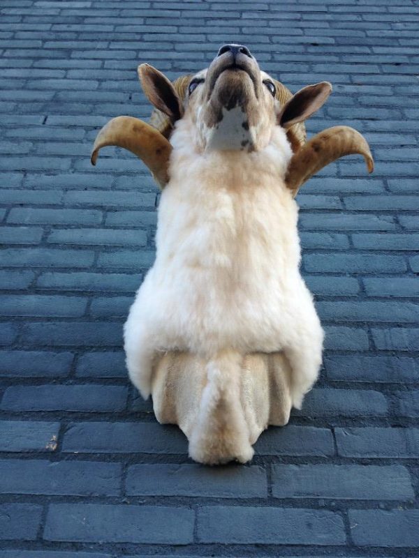 Stuffed head of a sheep ram.