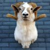 Stuffed head of a sheep ram.