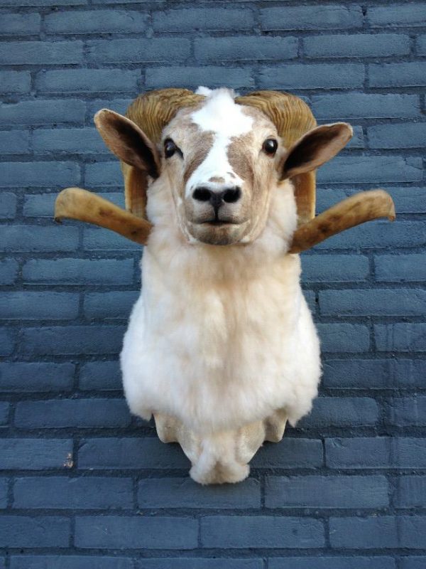 Stuffed head of a sheep ram.