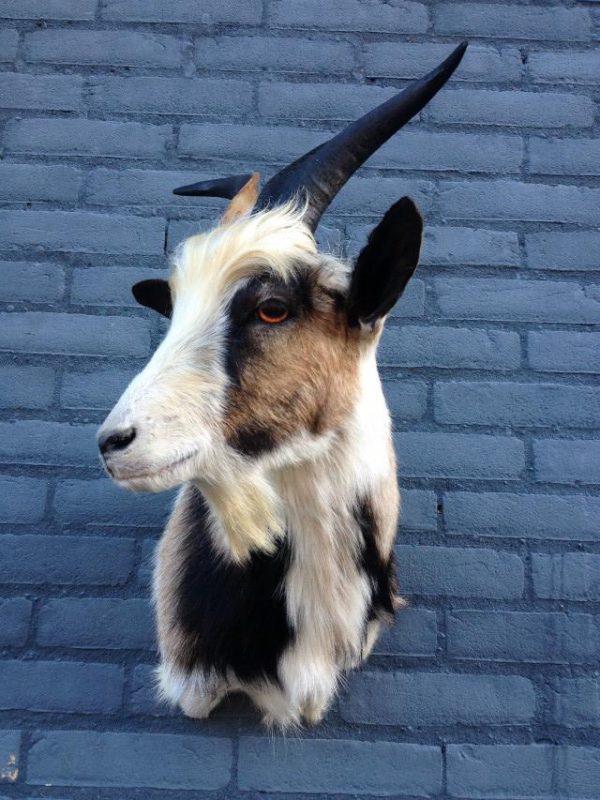 Stuffed head of nice goat.