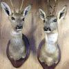 Trophy head of a fallow deer