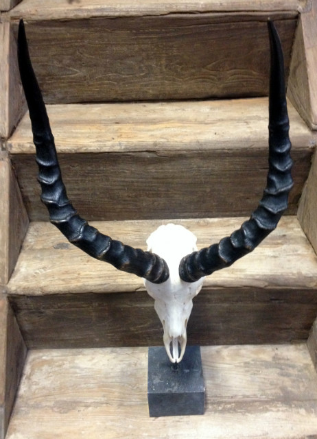 Skulls of impala mounted on hard stone pedestal.