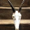 Mooie gebleekte kudu schedels