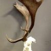 Skulls of large fallow deer mounted on hard stone pedestals.