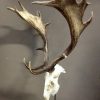 Skulls of large fallow deer mounted on hard stone pedestals.