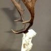 Skulls of fallow deer mounted on hard stone pedestals