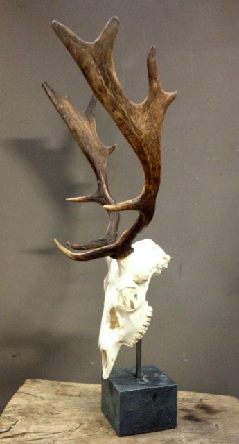 Skulls of fallow deer mounted on hard stone pedestals