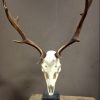 Skulls of fallow deer mounted on hard stone pedestals