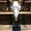 Skull ram mounted on stone base