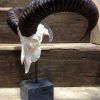 Mouflon sheep skull mounted on hard stone pedestal