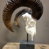 Mouflon sheep skull mounted on hard stone pedestal