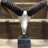 Mouflon sheep skull mounted on hard stone pedestal