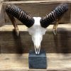 Mouflon sheep skull mounted on hard stone pedestal