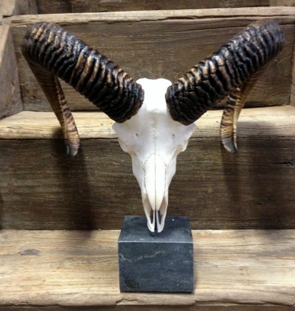 Mouflon sheep skull mounted on hard stone pedestal