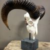 Mouflon sheep skull mounted on hard stone pedestal