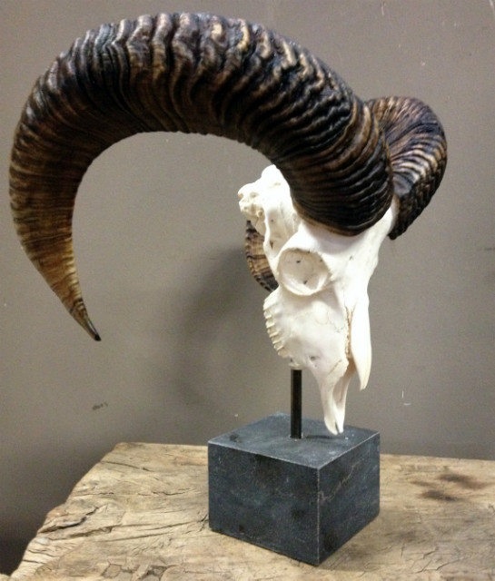 Mouflon sheep skull mounted on hard stone pedestal