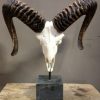 Mouflon sheep skull mounted on hard stone pedestal