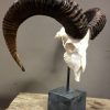 Mouflon sheep skull mounted on hard stone pedestal