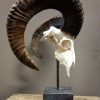 Mouflon sheep skull mounted on hard stone pedestal