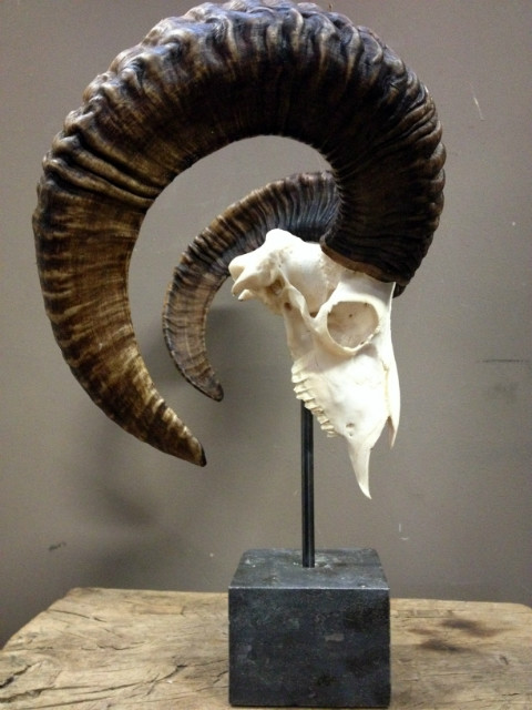 Mouflon sheep skull mounted on hard stone pedestal