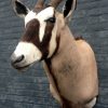 Beautiful stuffed head of an oryx