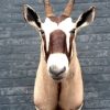 Beautiful stuffed head of an oryx