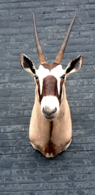 Opgezette kop van een oryx.