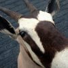 Beautiful stuffed head of an oryx