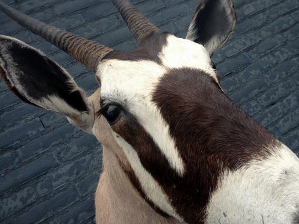 Opgezette kop van een oryx.