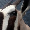 Beautiful stuffed head of an oryx