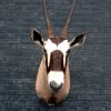Opgezette kop van een oryx.