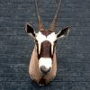 Beautiful stuffed head of an oryx