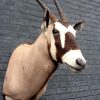 Beautiful stuffed head of an oryx