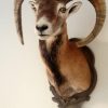 Very lifelike stuffed head of a mouflon.