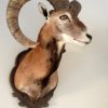 Very lifelike stuffed head of a mouflon.