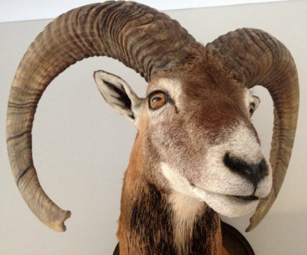 Very lifelike stuffed head of a mouflon.