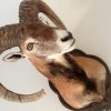 Very lifelike stuffed head of a mouflon.