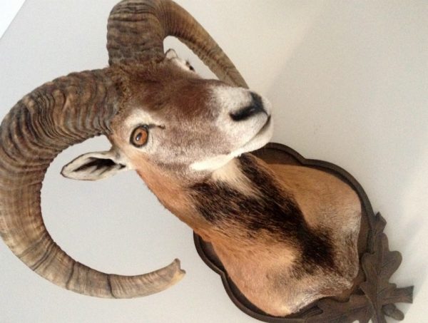 Very lifelike stuffed head of a mouflon.