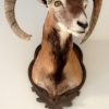 Vitage opgezette kop van een kapitale mouflon ram.