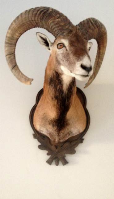 Very lifelike stuffed head of a mouflon.