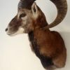 Very lifelike stuffed head of a mouflon.