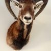 Very lifelike stuffed head of a mouflon.