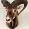 Very lifelike stuffed head of a mouflon.