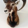 Very lifelike stuffed head of a mouflon.