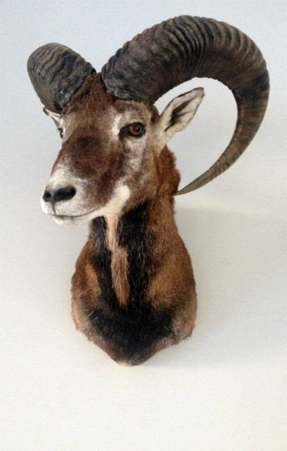 Very lifelike stuffed head of a mouflon.