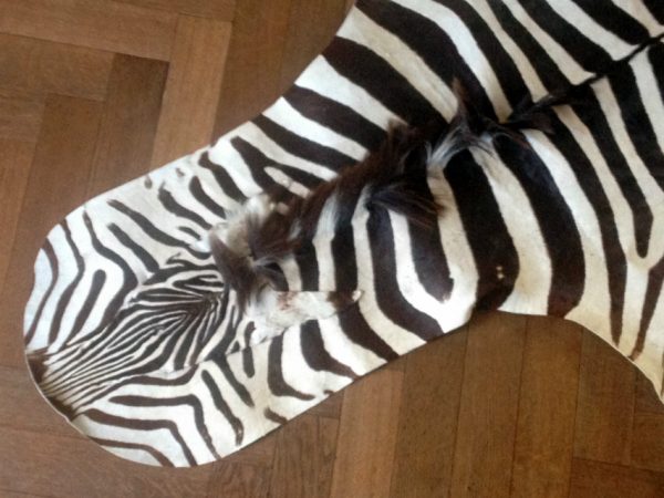 Tanned skin of a zebra.