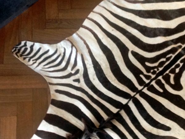 Tanned skin of a zebra.