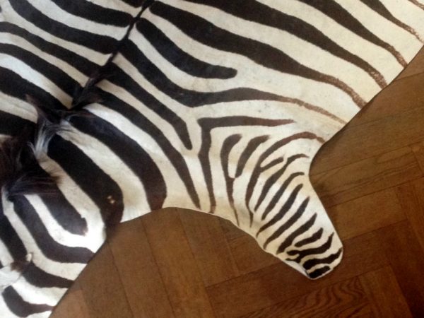 Tanned skin of a zebra.